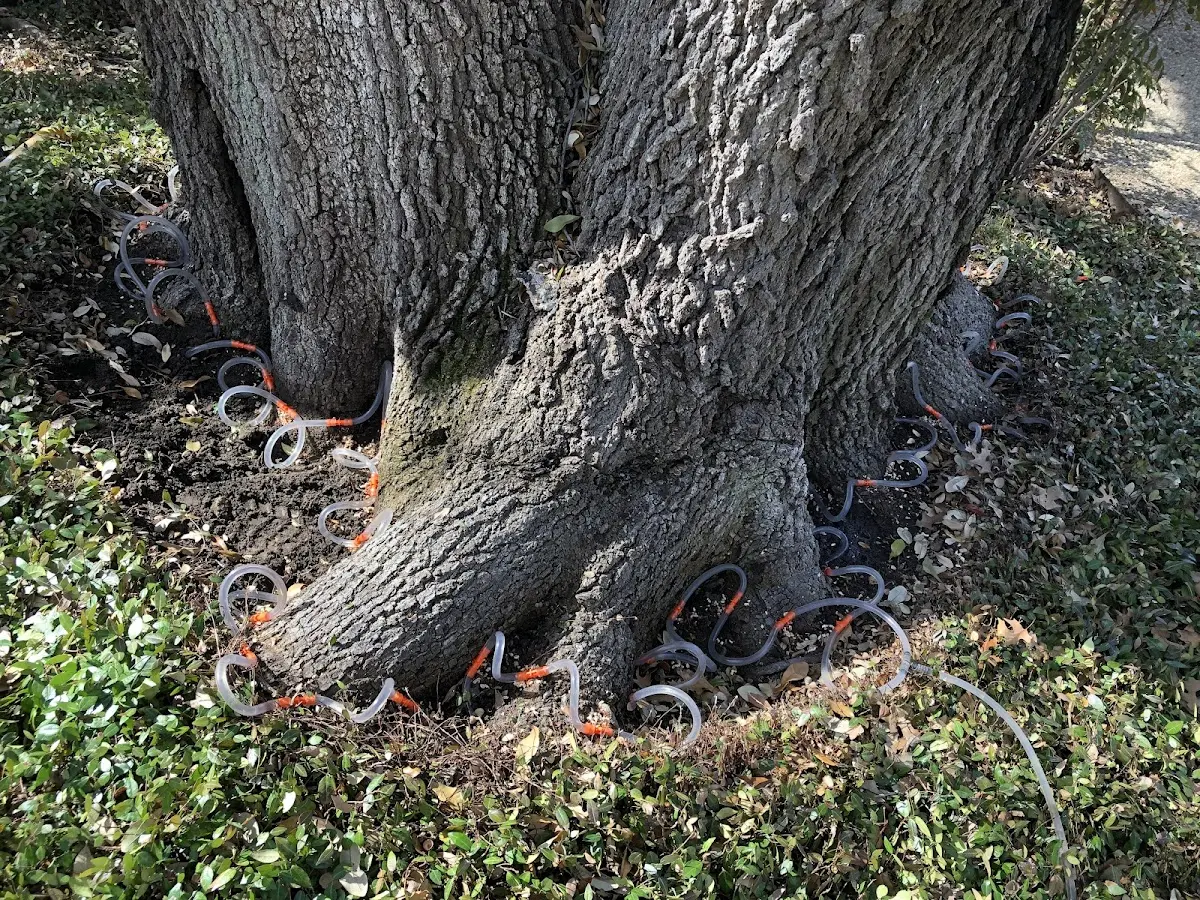 Detailed Tree Cabling and Bracing job site in Soldiers Grove