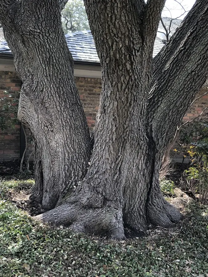 Mature heritage tree close to a Soldiers Grove property cared for by certified arborists